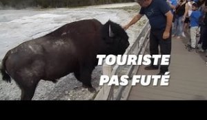 Les bisons de Yellowstone n'aiment pas que les touristes les caressent