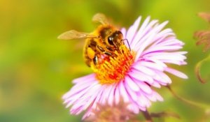 Les conséquences d'un monde sans abeilles