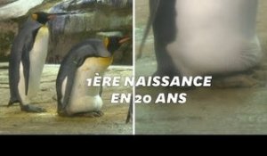 Au zoo de Berlin, un couple de pingouins gays adopte un œuf