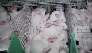 L'enfer des lapins surmédicamentés entassés dans des cages