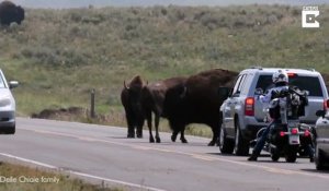 Ce bison charge une voiture sur la route !