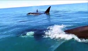 Impressionnant : quand plusieurs orques te suivent sur ton jet ski