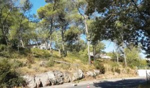 Grabels : des arbres morts abattus pour sécuriser une route