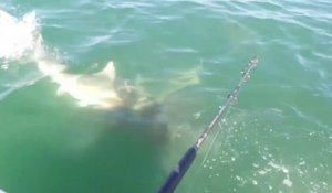 Un énorme requin Bulldog vient voler la prise de ce pecheur