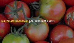 Les tomates menacées par un nouveau virus