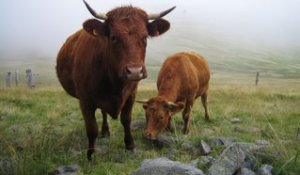 Ma vache est envahissante, que faire pour éviter cela?