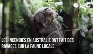 Des dizaines de koalas euthanasiés après la destruction d'une plantation au bulldozer