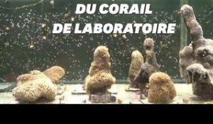 Du corail de l'Atlantique recréé en laboratoire pour sauver les mers