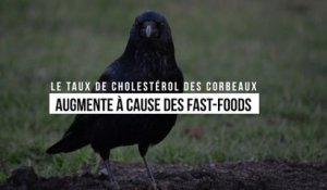 Le taux de cholestérol des corbeaux augmente à cause des fast-foods