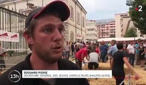 Hautes-Alpes : les attaques de loup radicalisent les éleveurs