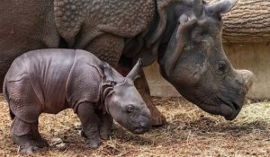 Un rhinocéros indien est né au zoo de Beauval