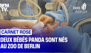 Deux bébés panda sont nés au zoo de Berlin