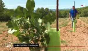 La pistache fait son retour en Provence