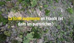 La forêt augmente en France (et dans les pays riches)