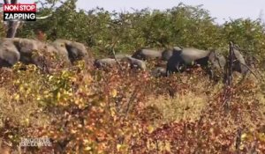 Enquête Exclusive : Bernard de la Villardière et son équipe chargés par des éléphants (Vidéo)