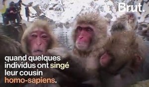 Pourquoi certains macaques aiment les sources d'eau chaude ?