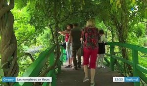 Giverny : les jardins de Monet sont en fleurs