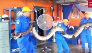Des malaisiens ont capturé le plus grand serpent du monde