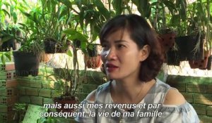 Vietnam: une bactérie injectée aux moustiques pour éradiquer la dengue