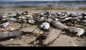 Une "marée rouge" dévastatrice ravage la faune marine en Floride (et le tourisme)