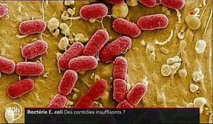 Scandales alimentaires : la bactérie E. coli traquée des abattoirs à l'assiette
