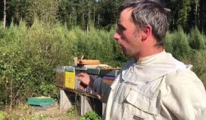 Une récolte surprenante dans les ruches de l'usine De Buyer au Val-d'Ajol