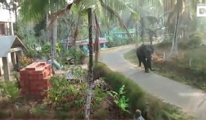 Un éléphant terrorise un village en inde