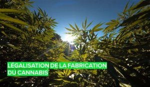 Le gouvernement néerlandais va légaliser la production de cannabis