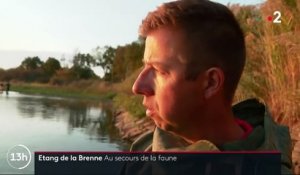 Sécheresse : dans l'Indre, des poissons sont pêchés pour être sauvés du manque d'eau