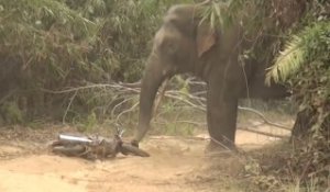 Un éléphant très en colère contre un scooter sème la panique sur un chemin