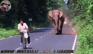 Un éléphant se met à charger un cycliste... Peur de sa vie