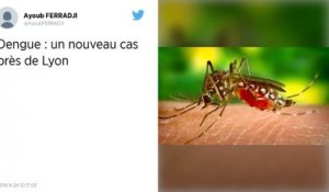 Un cas découvert près de Lyon : la dengue, une maladie de moins en moins tropicale