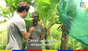 Hugo Clément et Clément Brelet sont allés en Martinique où plus de 90% de la population est contaminée au chlordécone