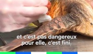 Même en France, les tortues sont victimes de la pollution plastique | Reportage d'Hugo Clément