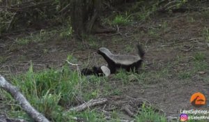 Cette Maman Ratel Sauve Son Petit D Un Leopard Affame Sur Orange Videos