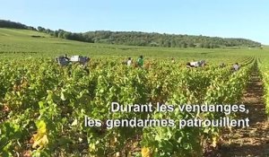 En Bourgogne, les gendarmes traquent les voleurs de raisin