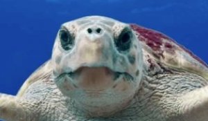 Les tortues marines : des espèces à protéger de toute urgence