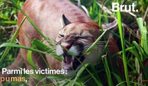 En Bolivie, 2,3 millions d'animaux sont morts dans les incendies