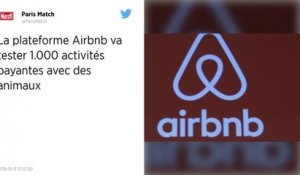 Airbnb lance un nouveau service de tourisme animalier « respectueux »