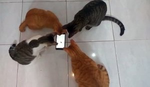 4 chats chassent un cafard... sur un iPad !