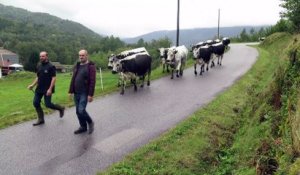 Transhumance en descente à Saulxures-sur-Moselotte