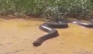 Regardez la taille de l'anaconda qu'ils ont croisé dans une rivière au brésil