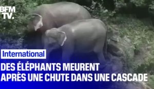 Six éléphants et un veau sont morts après être tombés dans une cascade en Thaïlande