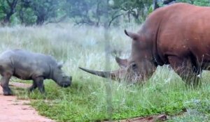 Ce bébé rhinocéros embête son papa... enfant terrible