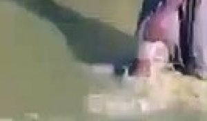 Un homme se fait attaquer par une anguille électrique dans une rivière et passe un sale moment