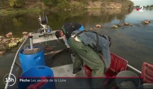 Pêche : valoriser les poissons de la Loire