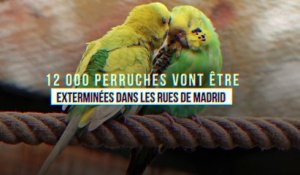 12 000 perruches vont être exterminées dans les rues de Madrid