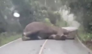 Un conducteur tombe sur un éléphant en pleine sieste, au milieu de la route