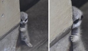 Ces photos d'un bébé suricate, timide devant l'objectif, vont vous faire craquer