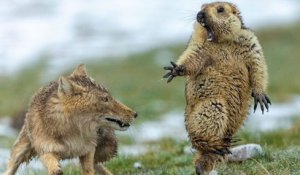 L'image de cette marmotte terrifiée par un renard élue meilleure photo animalière de l'année